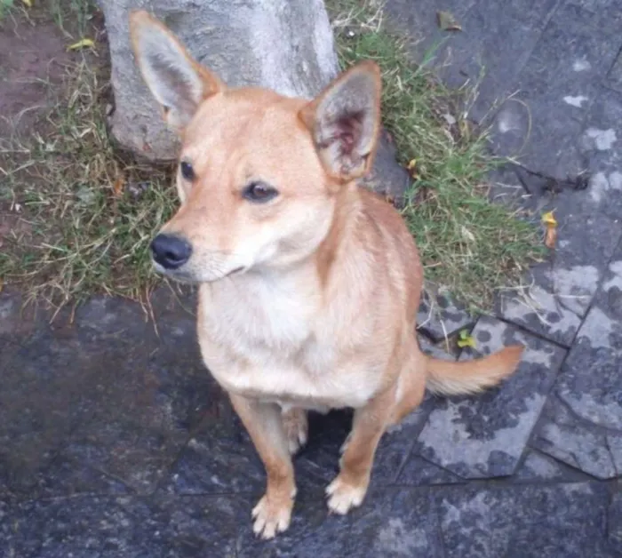 Cachorro ra a SRD idade 1 ano nome Edward