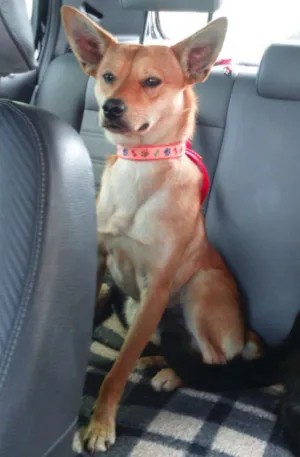 Cachorro raça SRD idade 1 ano nome Edward
