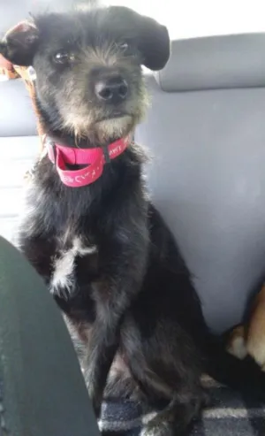 Cachorro raça SRD idade 3 anos nome Naomi