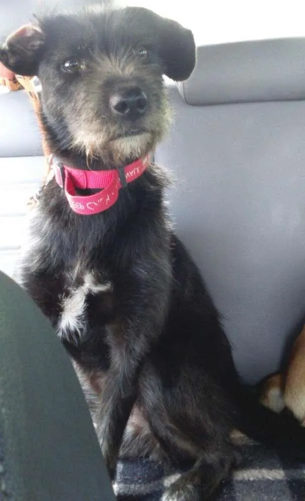 Cachorro ra a SRD idade 3 anos nome Naomi