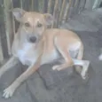 Cachorro raça SRD idade 1 ano nome Mel