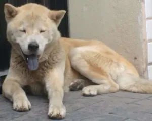 Cachorro raça  idade 2 a 6 meses nome billy