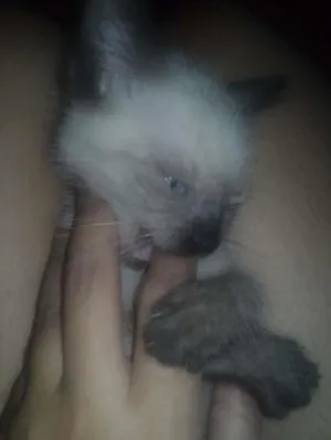 Gato raça SRD idade 2 a 6 meses nome Ambrósio