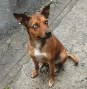 Cachorro raça SRD idade 2 anos nome Bella