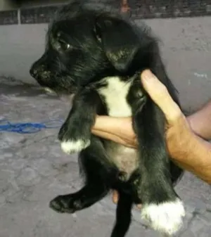 Cachorro raça Não sei idade 2 a 6 meses nome Sem nome