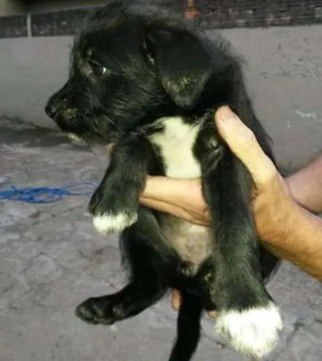 Cachorro ra a Não sei idade 2 a 6 meses nome Sem nome