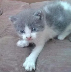 Gato raça SRD idade Abaixo de 2 meses nome Ursinho