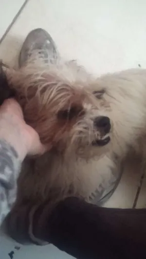 Cachorro raça Shitzu não é puro  idade 3 anos nome Ozzy
