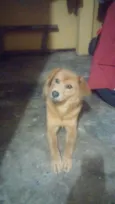 Pantera 