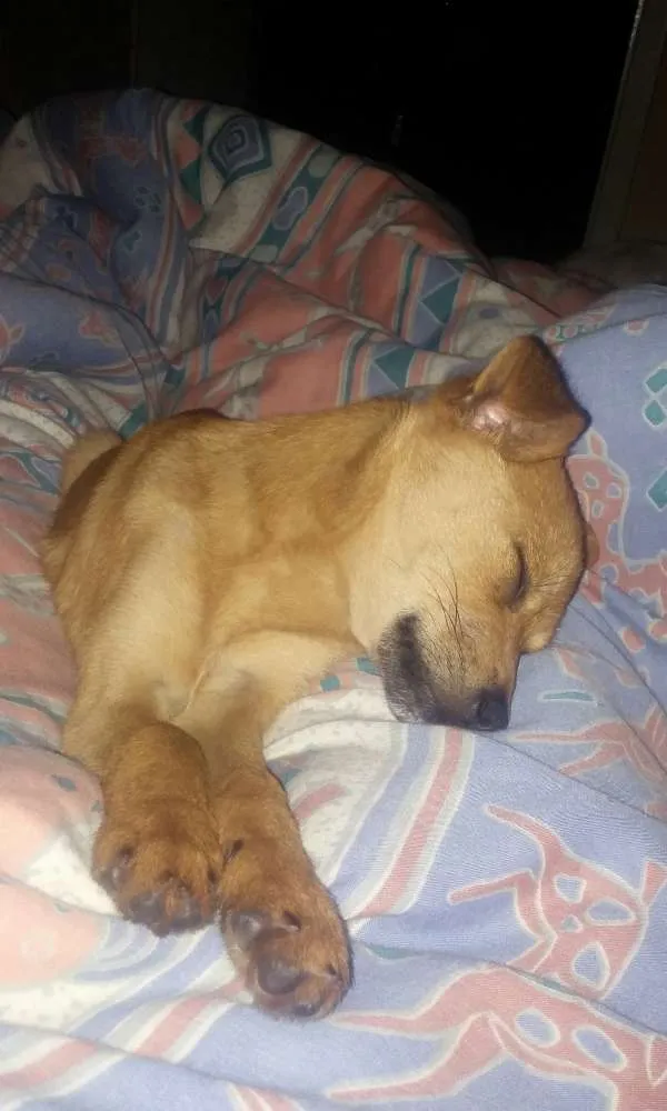 Cachorro ra a  idade 1 ano nome Mel 