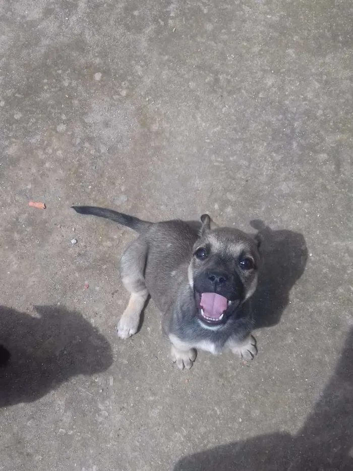 Cachorro ra a Vira-Lata idade 2 a 6 meses nome Menina
