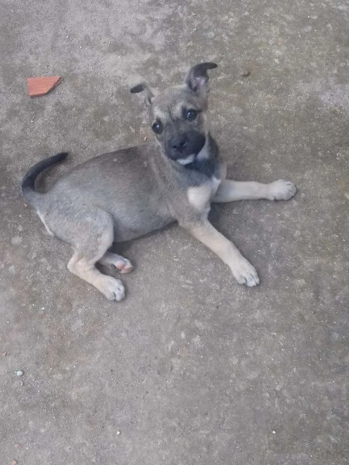 Cachorro ra a Vira-Lata idade 2 a 6 meses nome Menina