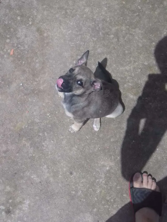 Cachorro ra a Vira-Lata idade 2 a 6 meses nome Menina