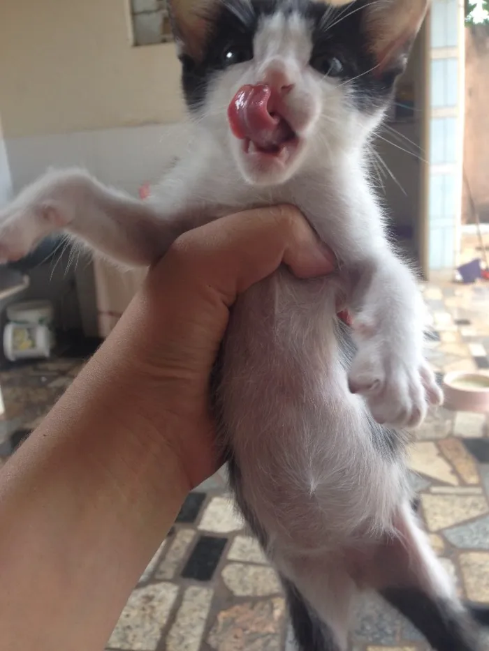 Gato ra a  idade Abaixo de 2 meses nome 7 filhotes de gatos 