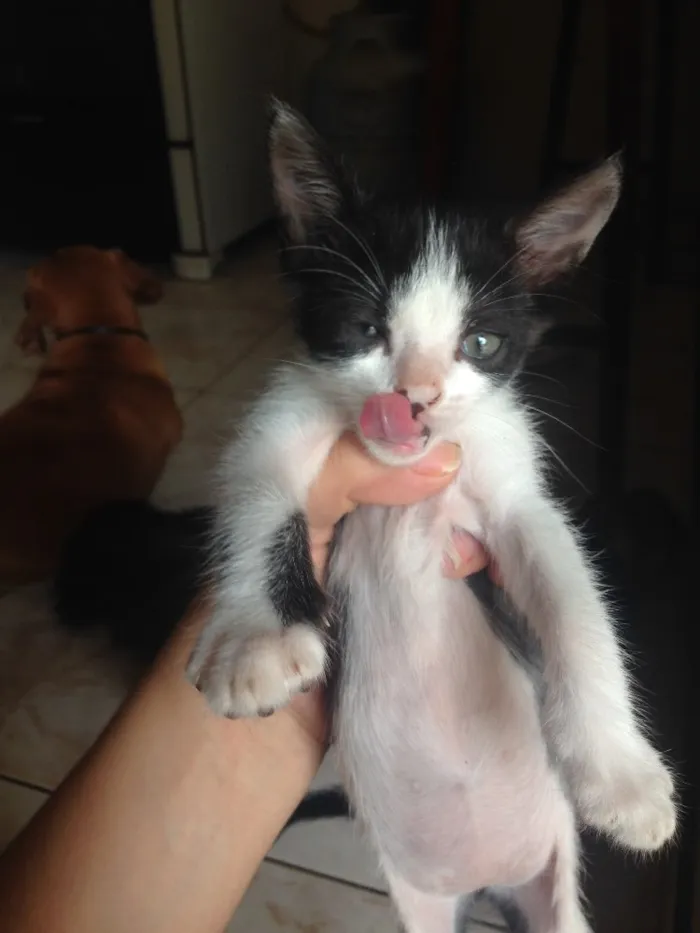 Gato ra a  idade Abaixo de 2 meses nome 7 filhotes de gatos 