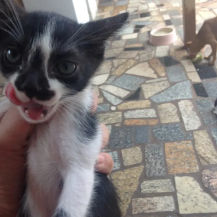 Gato ra a  idade Abaixo de 2 meses nome 7 filhotes de gatos 