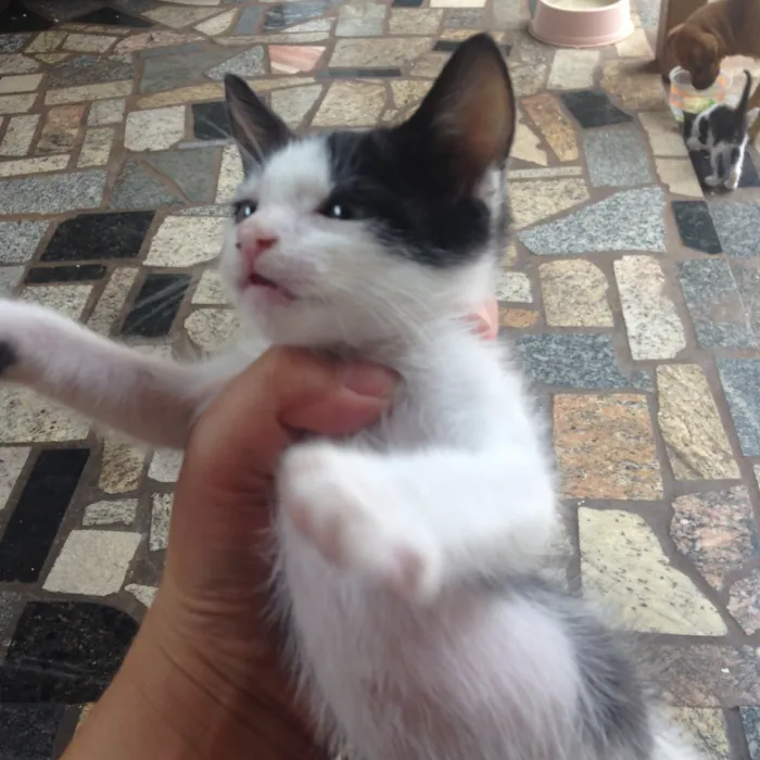 Gato ra a  idade Abaixo de 2 meses nome 7 filhotes de gatos 