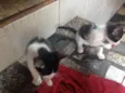 7 filhotes de gatos 
