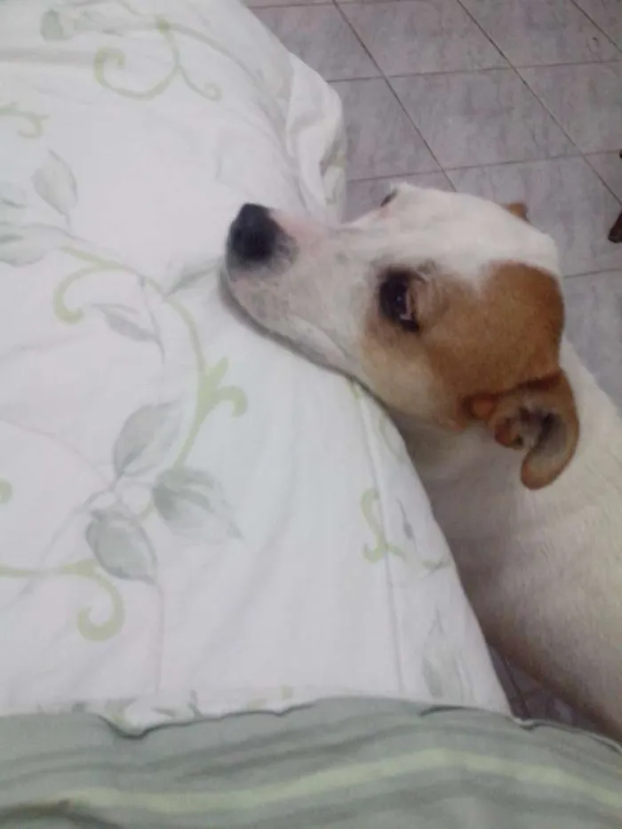 Cachorro ra a NÃO SABEMOS idade 6 ou mais anos nome LILIKA