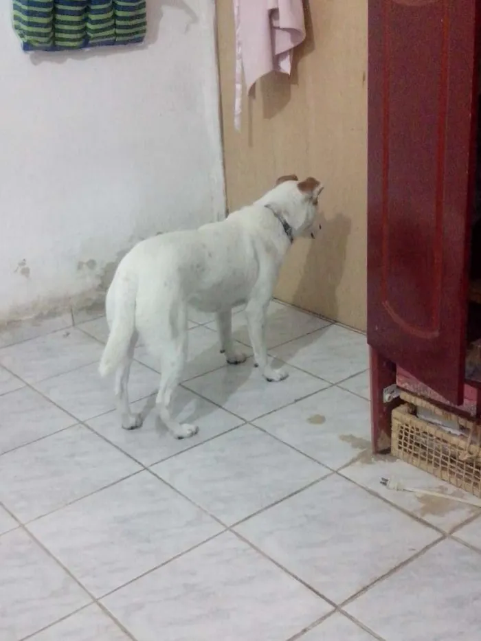 Cachorro ra a NÃO SABEMOS idade 6 ou mais anos nome LILIKA