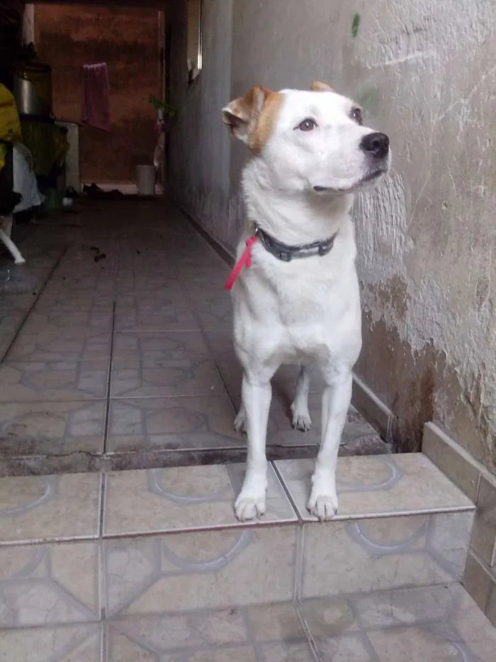 Cachorro ra a NÃO SABEMOS idade 6 ou mais anos nome LILIKA