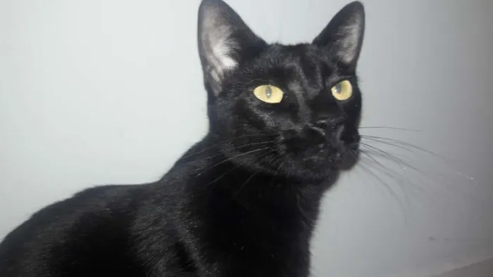 Gato ra a Indefinida idade 2 anos nome Pascoal 