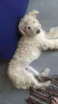 BRANQUINHO