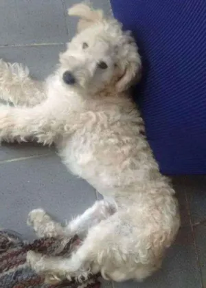Cachorro raça Poodle idade 7 a 11 meses nome BRANQUINHO