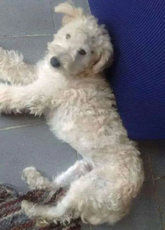 Cachorro ra a Poodle idade 7 a 11 meses nome BRANQUINHO