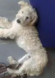 BRANQUINHO