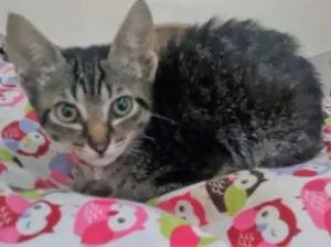 Gato raça SRD idade 2 a 6 meses nome TIGRADINHA