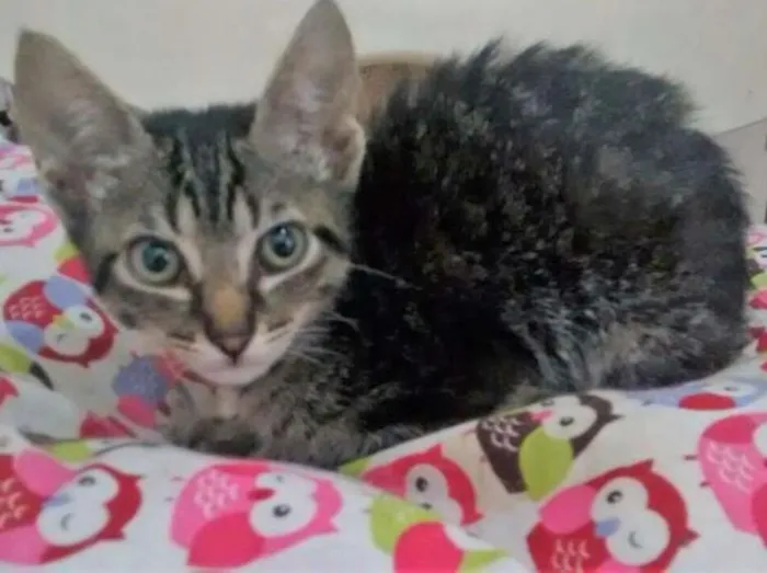 Gato raça SRD idade 2 a 6 meses nome TIGRADINHA