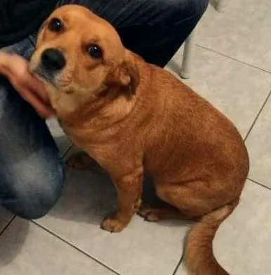 Cachorro ra a Pit-Bull / Vira lata idade 2 anos nome Diana