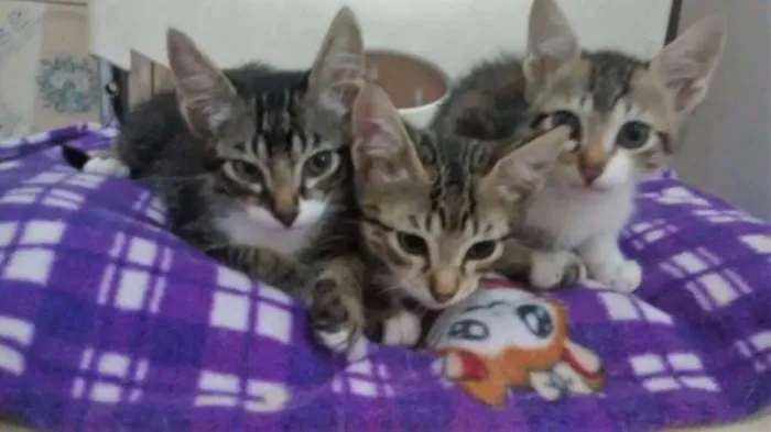 Gato ra a SRD idade 2 a 6 meses nome TIGRADINHOS