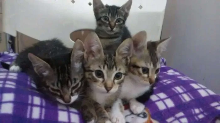 Gato ra a SRD idade 2 a 6 meses nome TIGRADINHOS