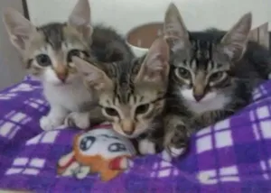 Gato raça SRD idade 2 a 6 meses nome TIGRADINHOS