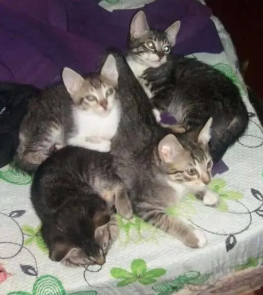Gato ra a SRD idade 2 a 6 meses nome TIGRADINHOS