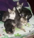 TIGRADINHOS