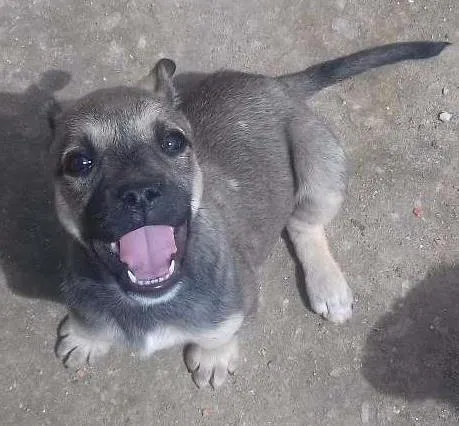 Cachorro ra a Vira-Lata idade 2 a 6 meses nome Menina