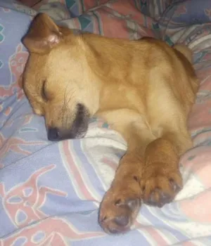 Cachorro raça  idade 1 ano nome Mel 