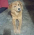Pantera 