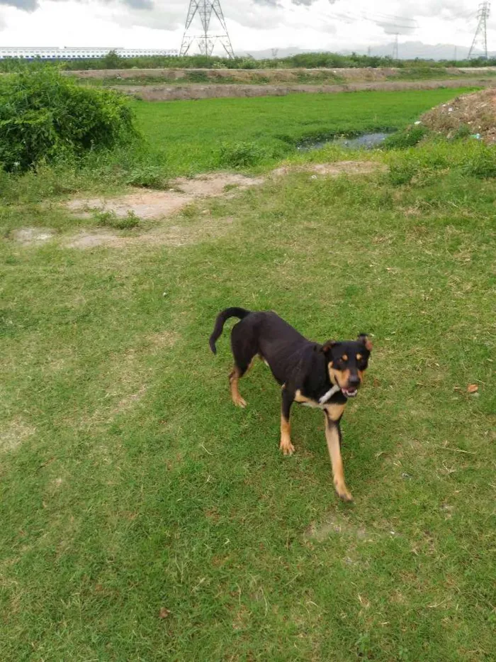 Cachorro raça Hot vale misturado idade 1 ano nome Betolve