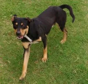 Cachorro raça Hot vale misturado idade 1 ano nome Betolve