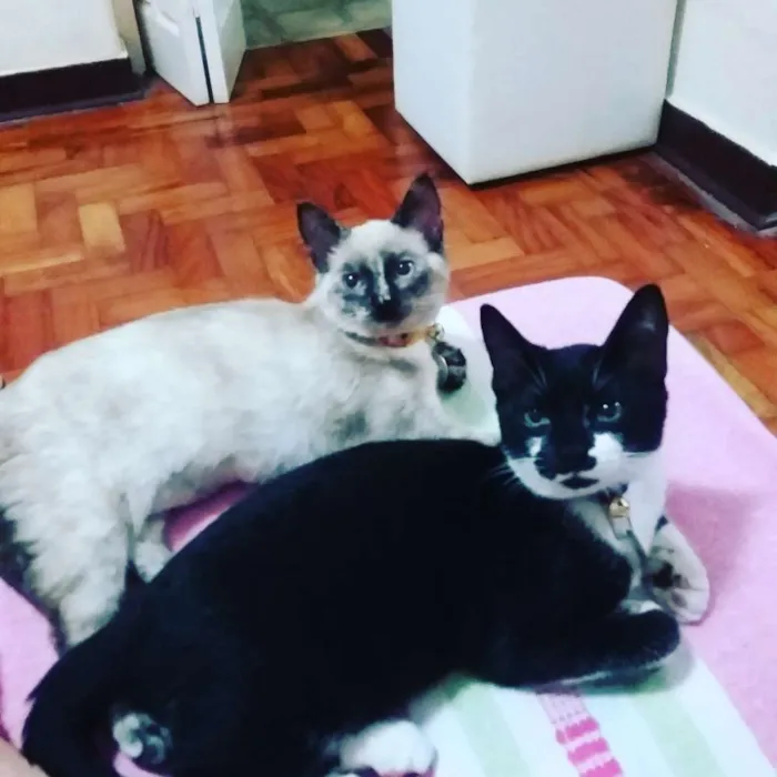 Gato raça Indefinida idade 7 a 11 meses nome Pato 