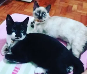 Gato raça Indefinida idade 7 a 11 meses nome Pato 