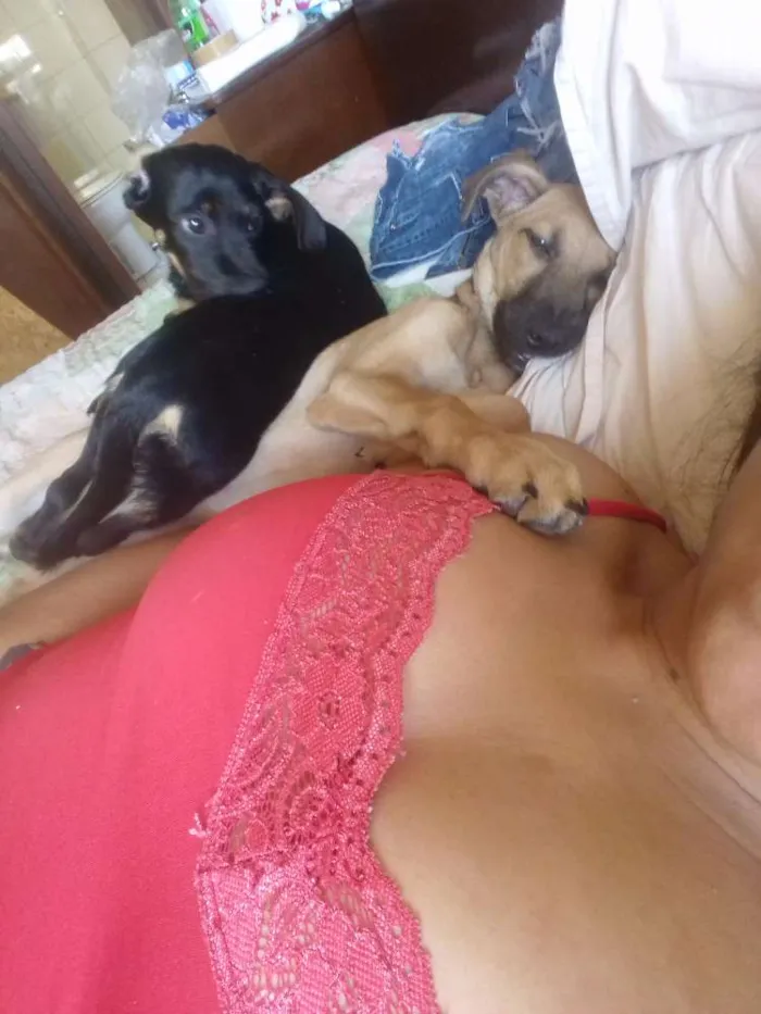 Cachorro ra a SRD idade 2 a 6 meses nome Guta