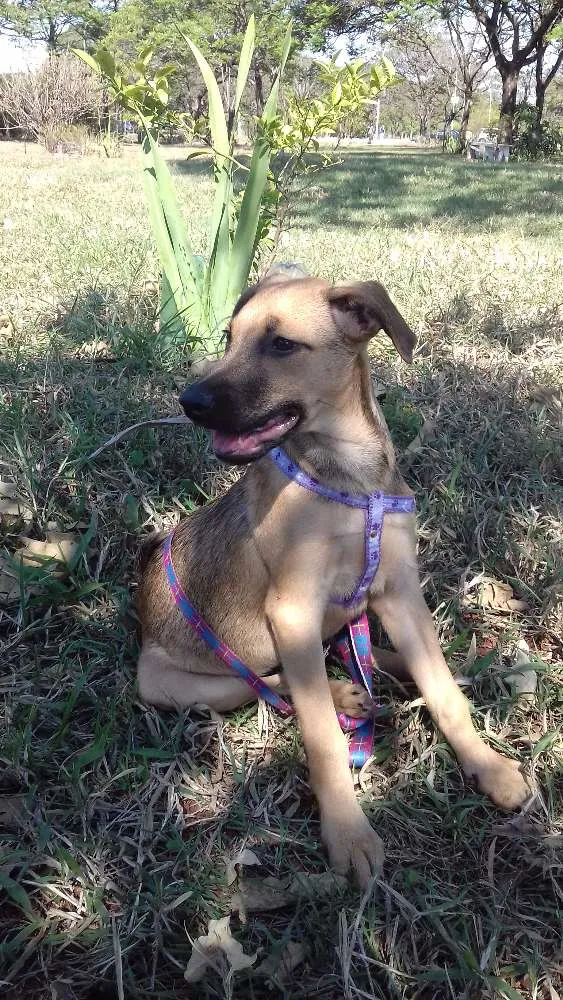 Cachorro ra a SRD idade 2 a 6 meses nome Guta