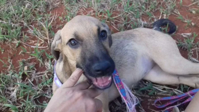 Cachorro ra a SRD idade 2 a 6 meses nome Guta