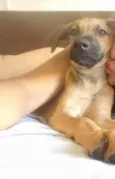 Guta