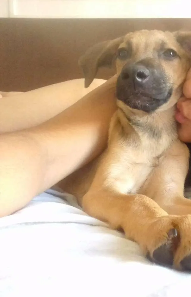 Cachorro ra a SRD idade 2 a 6 meses nome Guta